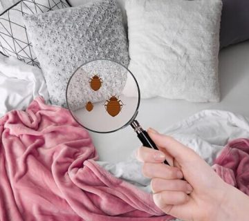 How Can I Tell If We Have Bed Bugs?
