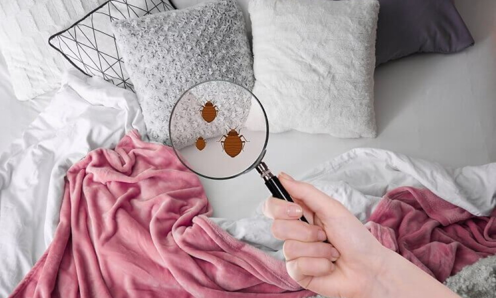 How Can I Tell If We Have Bed Bugs?