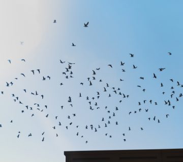 How To Protect Your Property From Birds
