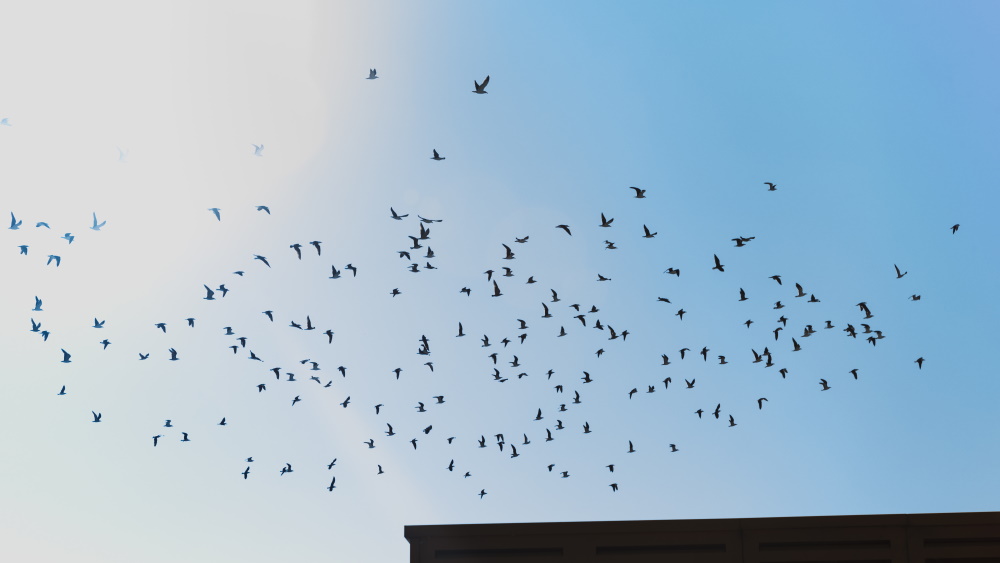 How To Protect Your Property From Birds