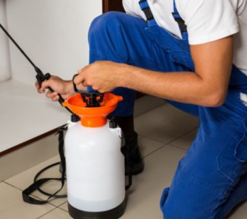 Everything About Pest Removal and Why Hiring Pest Eliminators is Vital