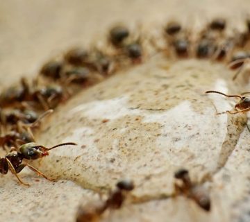 How to get rid of ants infestation in your home