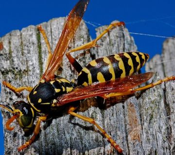 What to do when you find a wasp nest in your house