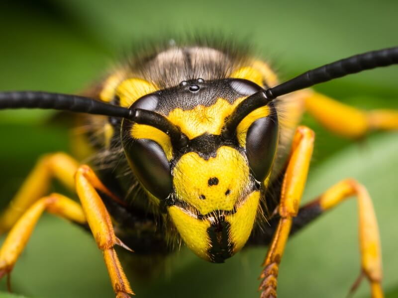 canary wharf wasp control