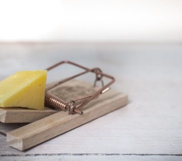 How to Get Rid of Mice in 6 Steps