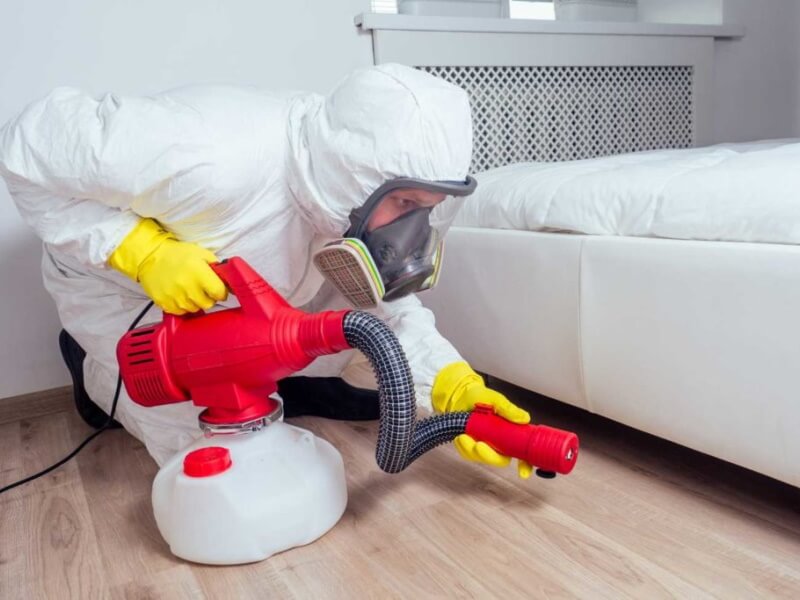bed bug exterminator Dagenham bed bug exterminator Dagenham