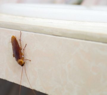 Three Signs of a Cockroach Infestation