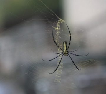 How to deter spiders from your home