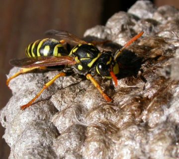 Wasps – It’s That Time Of Year Again