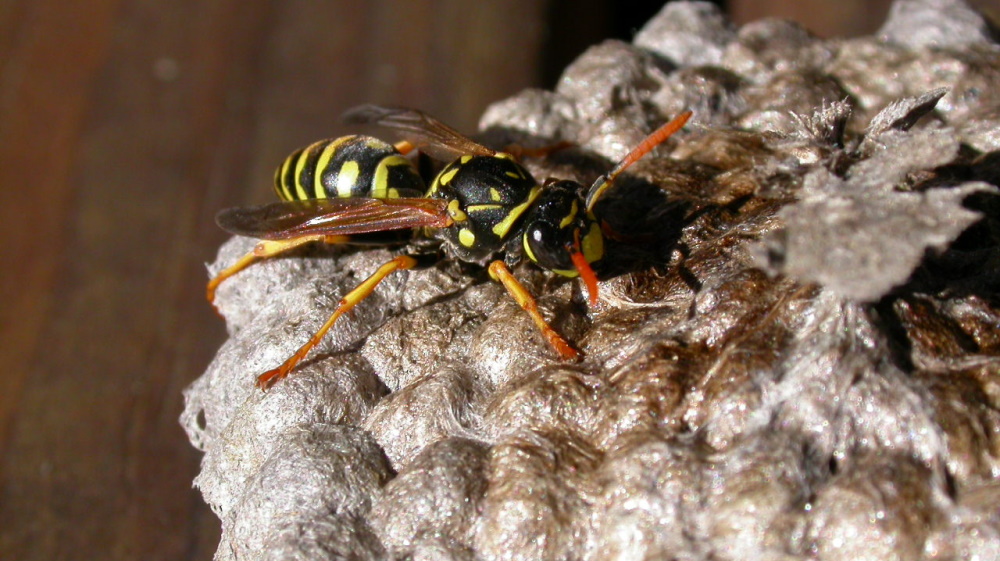 Wasps – It’s That Time Of Year Again