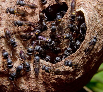 How to get rid of wasps in the garden
