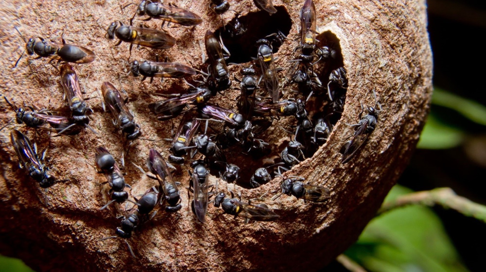 How to get rid of wasps in the garden