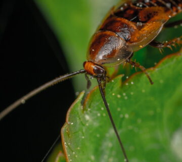 History of Cockroaches