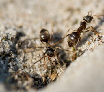 How to get ants out of your home