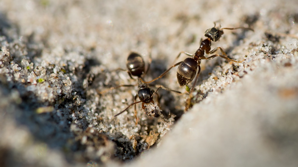 How to get ants out of your home