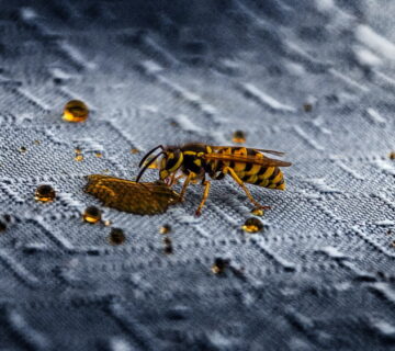 When do wasps come out