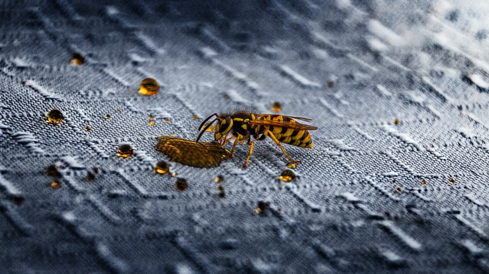 When do wasps come out