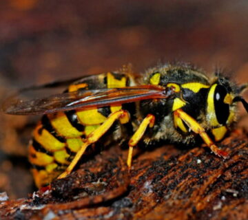 Wasps nest in the loft - what to do?