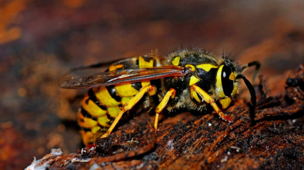 Wasps nest in the loft - what to do?