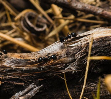 How to get rid of ants in the garden