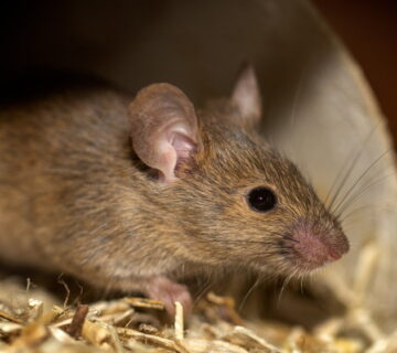 Protecting yourself from Australian mouse plague in the UK
