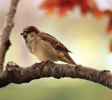Bird mites and where they come from