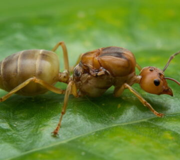 How to get rid of Pharaoh Ants