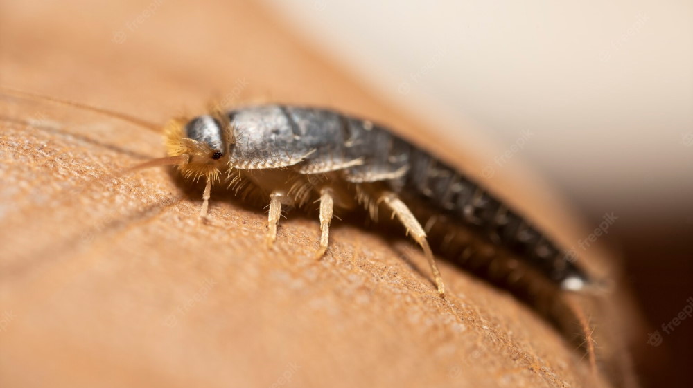 Factors Attracting Silverfish In Your Home