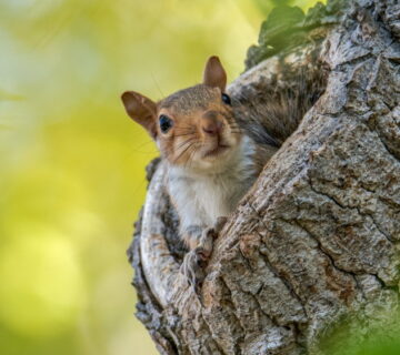 How To Stop Squirrels From Eating Plants