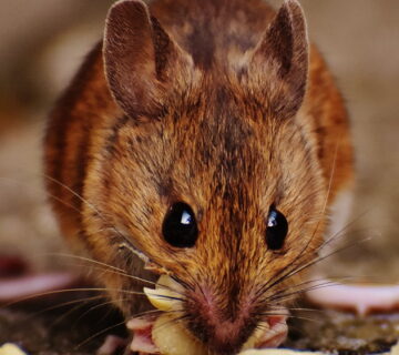 Rodents And The Health Risk They Pose
