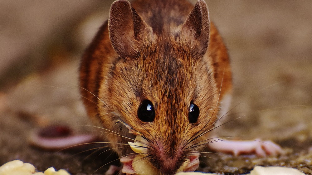 Rodents And The Health Risk They Pose