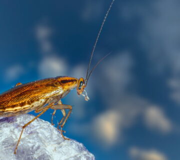 Ways To Keep Cockroach Infestation Out Of The House