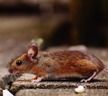 5 Signs You Have Mice In Your Home