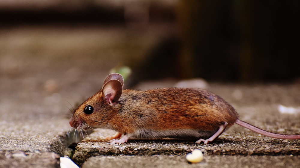 5 Signs You Have Mice In Your Home