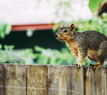 How To Deter Squirrels