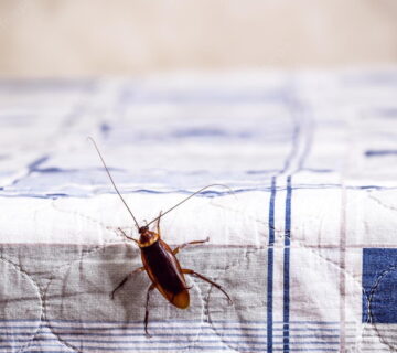 Are Cockroaches Dangerous