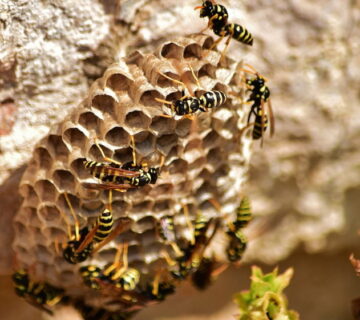 How Long Do Wasps Nests Last