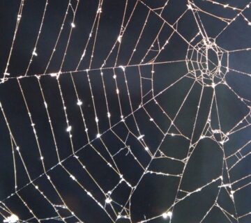 How to Stop Spiders From Coming In Your House
