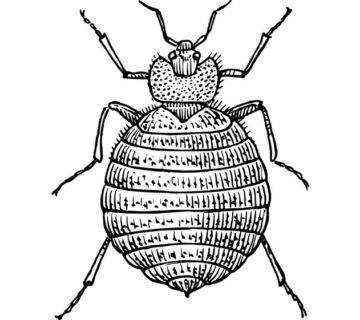 How Long Can Bed Bugs Live Without Food