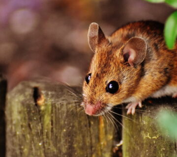 How to Deter Mice