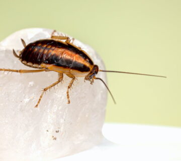 Do Cockroaches Bite Humans
