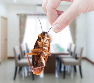 Why Have I got Cockroaches In My House