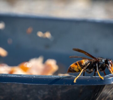 What Use Are Wasps