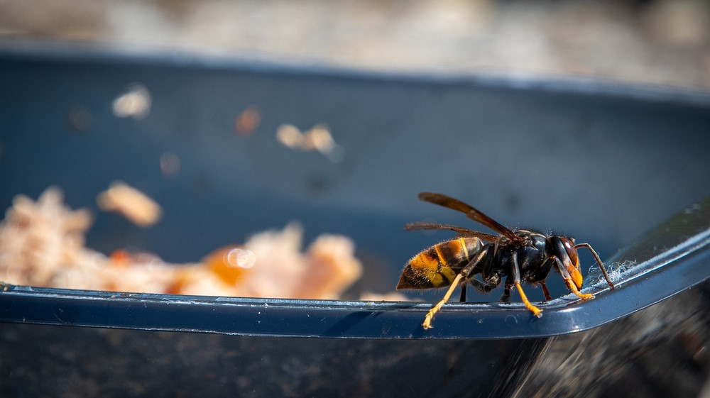 What Use Are Wasps