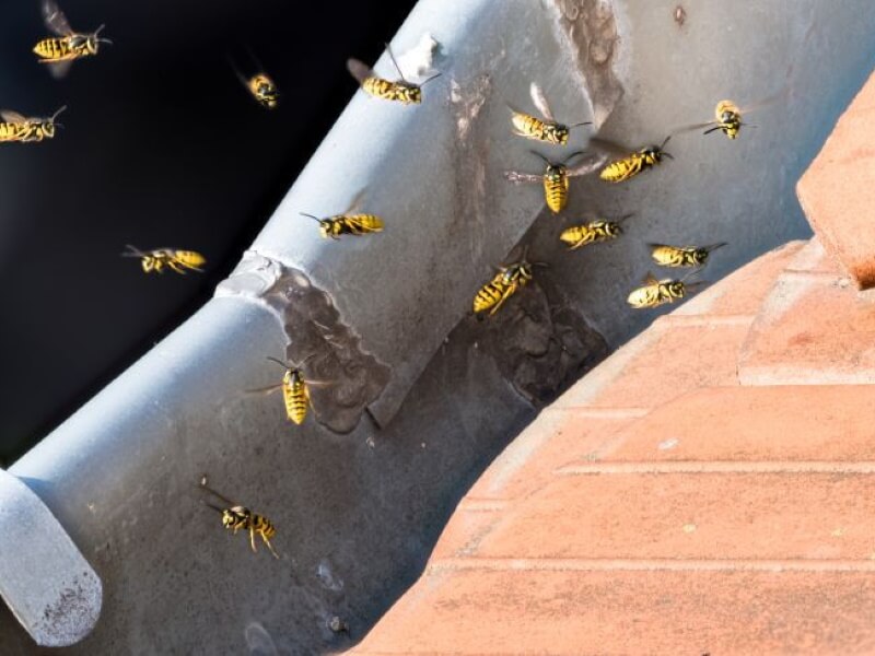 wasp nest removal Barnet wasp nest removal Barnet
