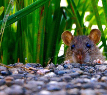 How Does Pest Control Get Rid Of Rats
