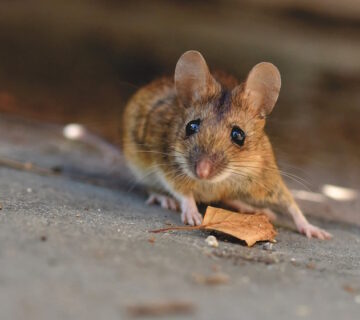 Mouse In The House - What To Do