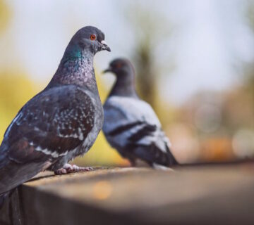 What Is The Best Pigeon Deterrent