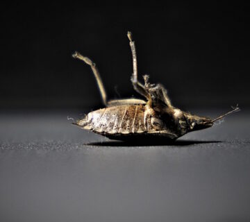 Why Do They Call Bed Bugs Bed Bugs