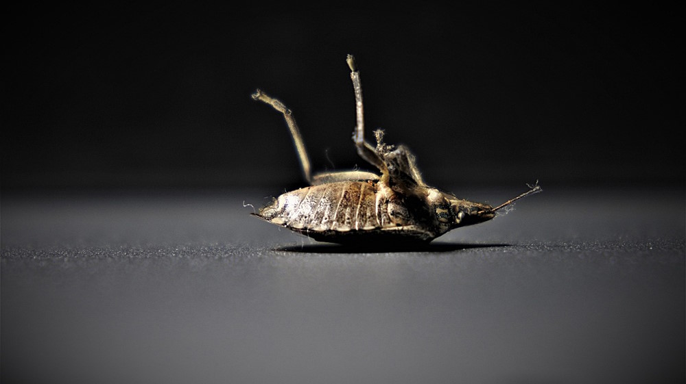 Why Do They Call Bed Bugs Bed Bugs